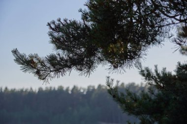 Açık mavi gökyüzünün arka planında bir çam dalı.