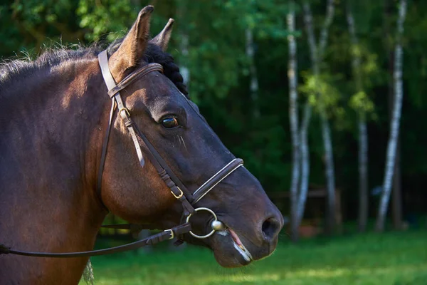Porträt Eines Braunen Pferdes Zaumzeug Einem Sonnigen Sommertag — Stockfoto