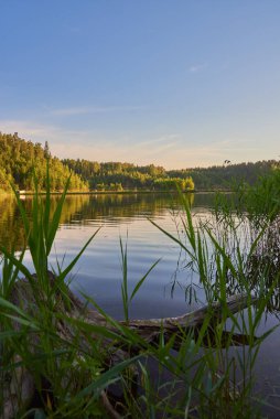 Yaz manzarası. Ön planda gölde yüzen eski bir kütük var..