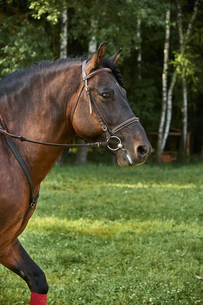 Potret Seekor Kuda Cokelat Sebuah Kekang Pada Hari Musim Panas — Stok Foto