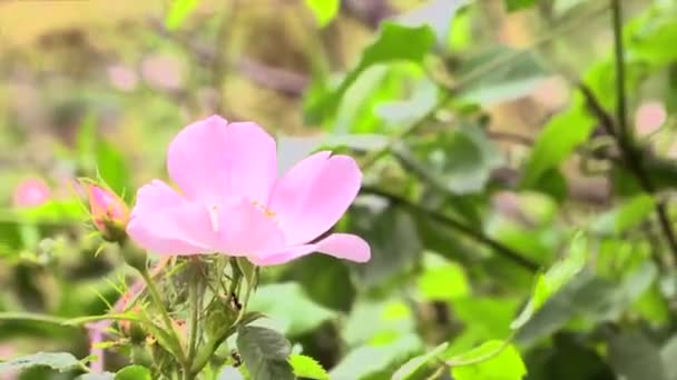 Fragile Soft Pink Rosehip Flower Shivers Slightly Wind — Stock Video