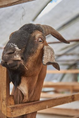 Çiftlikteki bir ağıldaki Nubiyalı keçinin büyük bir portresi. Gözlere odaklan..