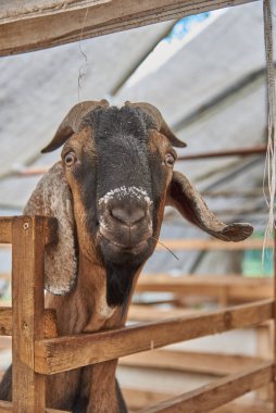 Çiftlikteki bir ağıldaki Nubiyalı keçinin büyük bir portresi. Gözlere odaklan..
