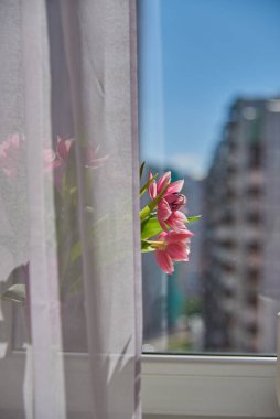 Güneşli bir günde pencere eşiğindeki vazoda pembe laleler..