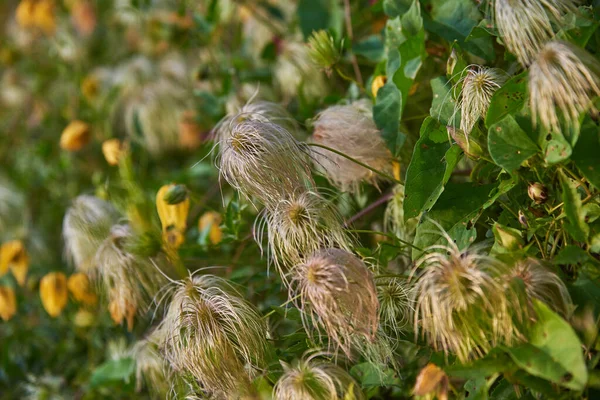 Volledig Frame Vervaagde Clematis Bloemen Herfst Zonlicht — Stockfoto