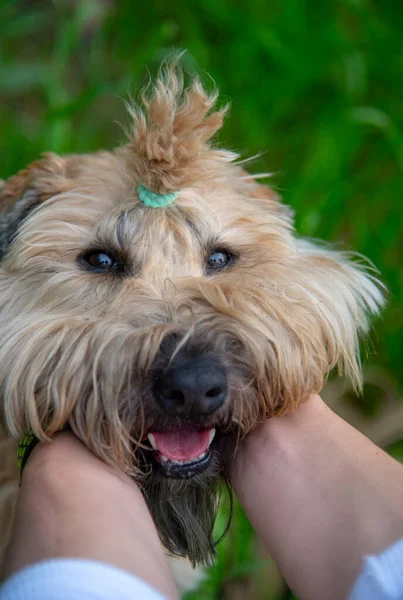 Irish Soft Coated wheaten terrier.Male hands hold the dog by the muzzle.