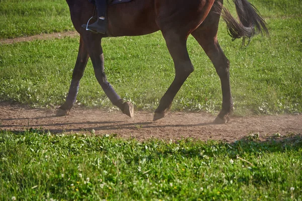 Close Horses Feet Arena While Horse Moving — Stok Foto