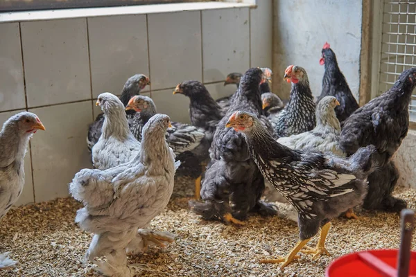 Számos Csirke Egy Tyúkólban Egy Állattenyésztő Gazdaságban — Stock Fotó