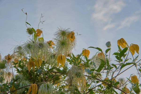 Volledig Frame Van Vervaagde Clematis Tegen Een Blauwe Bewolkte Lucht — Stockfoto