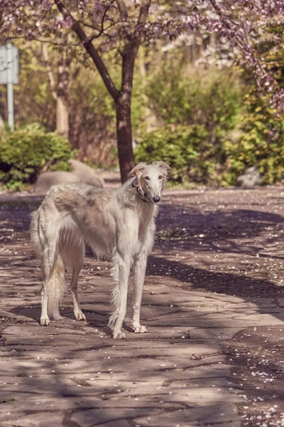 Een jachthond, een Russische windhond, staat op het pad in het park . — Stockfoto