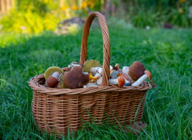 Yeşil çimlerin üzerinde bir sepet dolusu yabani mantar duruyor..