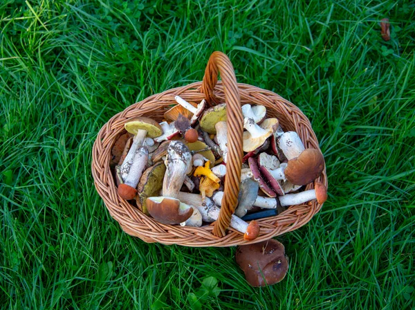 Panier Osier Plein Champignons Sauvages Dresse Sur Herbe Verte — Photo