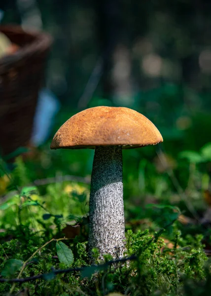 在一片清澈的森林里 站着一只明亮的大白杨蘑菇 阳光照耀着它 — 图库照片