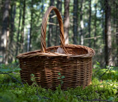 Mantarlı bir hasır sepeti ormandaki yosunların arasında duruyor. .