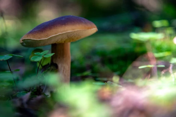 Boletus edulis.A cogumelo branco em uma clareira florestal. — Fotografia de Stock