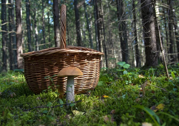 Ein Korb steht neben einer Espe auf einer Waldlichtung. — Stockfoto