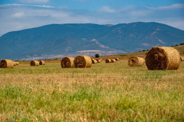 Fieno arrotolato in un prato sullo sfondo delle montagne. — Foto Stock