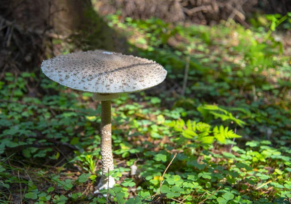 Ombrello-fungo in una radura forestale, illuminato dal sole. — Foto Stock