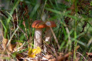 Kalın çimenlerde iki küçük kavak ağacı yetişir. .