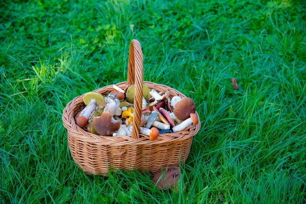 Na zelené trávě stojí proutěný koš plný hub. — Stock fotografie