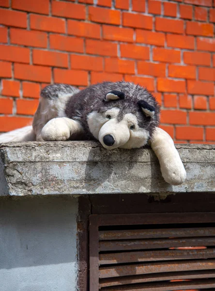 Ένα Τεράστιο Σκυλάκι Κείτεται Στον Τοίχο Του Δρόμου Ένα Εγκαταλελειμμένο — Φωτογραφία Αρχείου