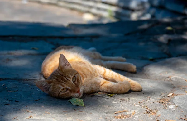 Czerwony Kot Leży Ścieżce Patrzy Kamerę — Zdjęcie stockowe