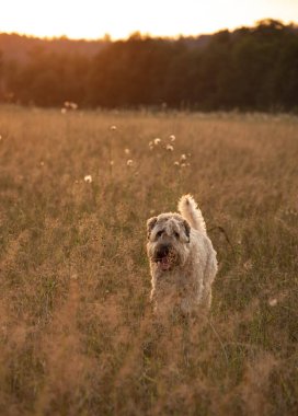 İrlandalı yumuşak buğday kaplı teriyer köpek batan güneşin ışınlarında bir tarlada koşar..