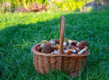 Yeşil çimlerin üzerinde bir sepet dolusu yabani mantar duruyor..