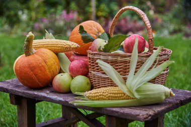 Sonbahar hasadı. Parlak balkabakları, sulu elmalar, mısırlar bahçede eski ahşap bir bankta yatıyor..