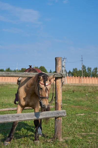 Cavalo Selado Amarrado Poste Madeira Prado — Fotografia de Stock