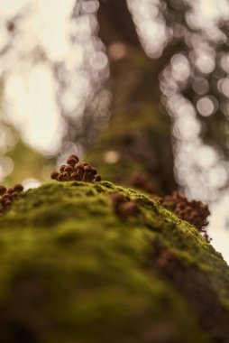 Yabani ballı tarımsal mantarlar bir huş ağacının yosunlu gövdesinde yetişir. Ayrı bir mantar grubuna odaklan. 