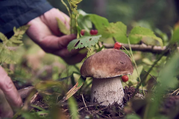 Bir mantar toplayıcısının elleri, yaşlı bir kadının elleri, porcini mantarı üzerinde..