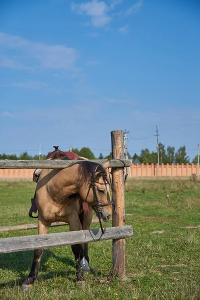 Cavalo Selado Amarrado Poste Madeira Prado — Fotografia de Stock