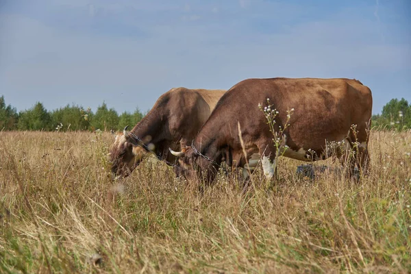 Duas Vacas Marrons Pastam Lado Lado Prado Dia Ensolarado Agosto — Fotografia de Stock