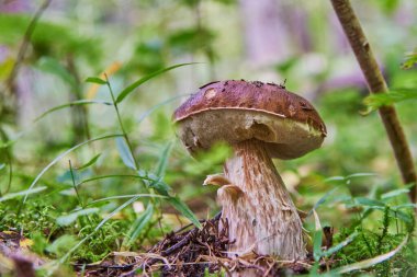 Yeşil arka planda beyaz mantar. Ormanda yetişen doğal beyaz mantar. Güzel boletus edulis .
