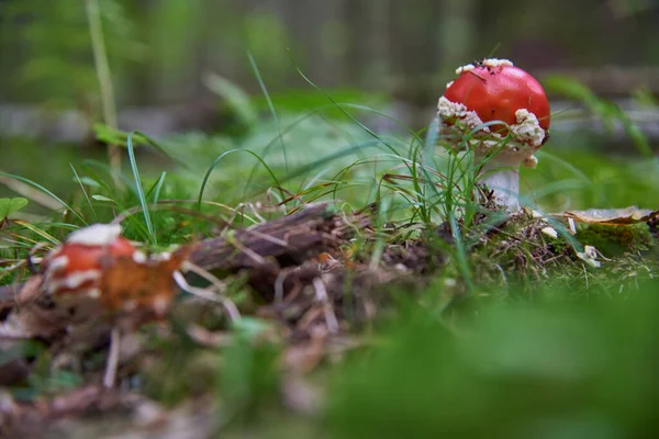 Μια Φωτεινή Κόκκινη Μύγα Αγαρικό Φυτρώνει Στο Χορτάρι Φθινόπωρο Δάσος — Φωτογραφία Αρχείου