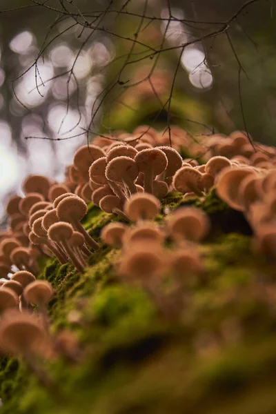 Wild Honey Agaric Mushrooms Grow Mossy Trunk Birch Tree Selective — Stock Photo, Image