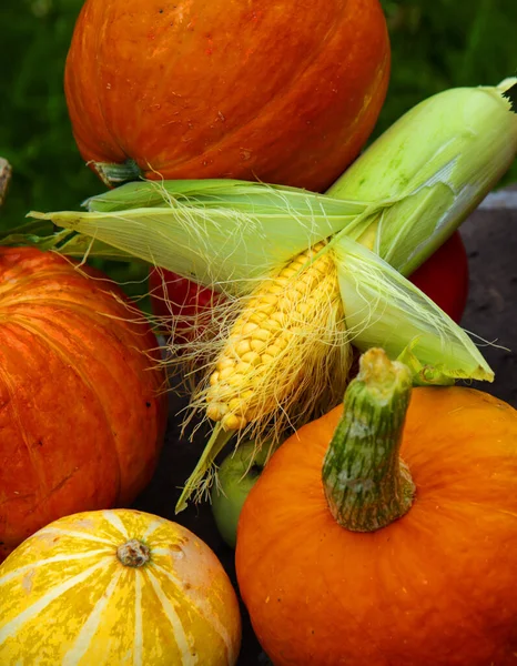 Cosecha Otoño Calabazas Brillantes Maíz Están Acostados Viejo Banco Madera — Foto de Stock