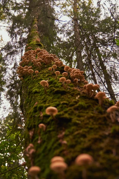 Cogumelos Agáricos Mel Selvagens Crescem Tronco Musgoso Uma Bétula Foco — Fotografia de Stock