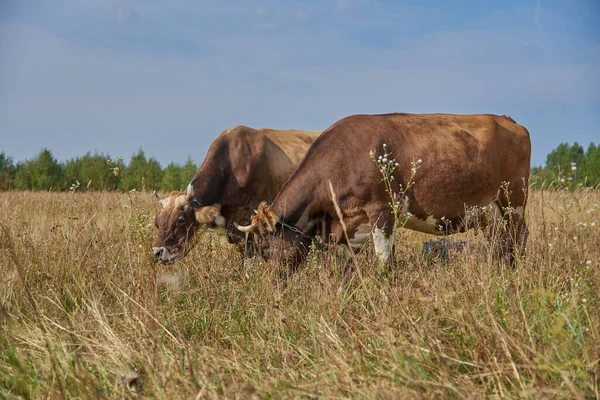 Duas Vacas Marrons Pastam Lado Lado Prado Dia Ensolarado Agosto — Fotografia de Stock