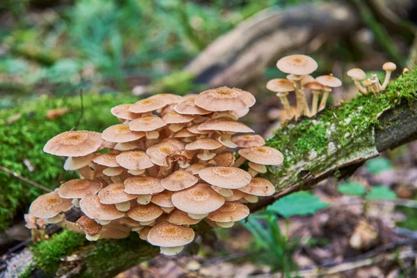 Honigtau Auf Einem Trockenen Mit Moos Bedeckten Ast Herbstlichen Wald Stockbild