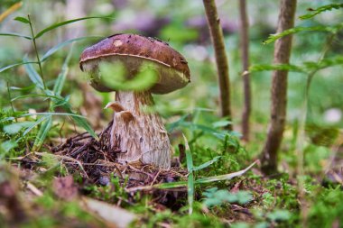 Yeşil arka planda beyaz mantar. Ormanda yetişen doğal beyaz mantar. Güzel boletus edulis .