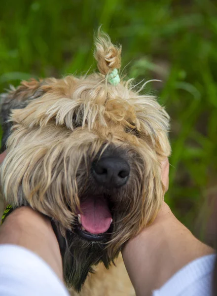 Irish Soft Coated Wheaten Terrier Male Hands Hold Dog Muzzle — Stock Photo, Image