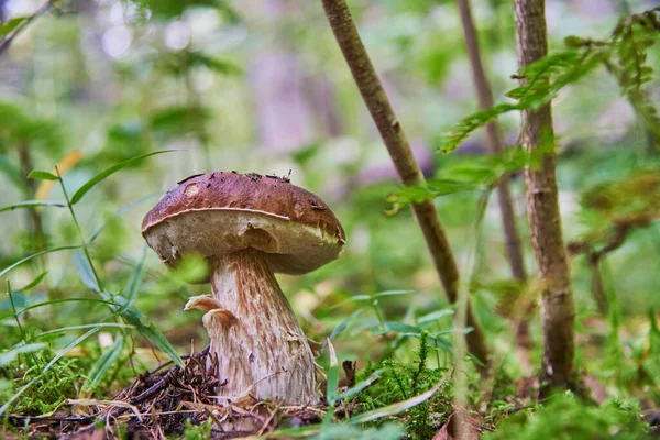 绿色背景上的白色蘑菇 生长在森林中的天然白色蘑菇 美丽的宝莲花 — 图库照片