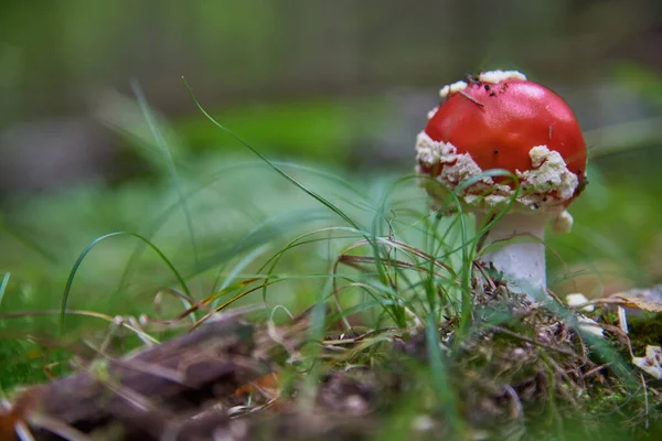 Ein Leuchtend Roter Fliegenpilz Wächst Gras Des Herbstwaldes — Stockfoto