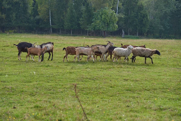 Uma Manada Cabras Pastam Prado Verde Uma Névoa Luz Solar — Fotografia de Stock