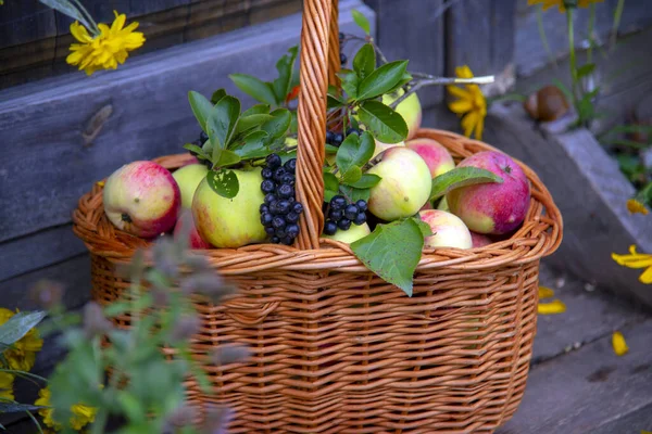 Una Canasta Mimbre Con Manzanas Rojizas Una Rama Aronia Negra —  Fotos de Stock