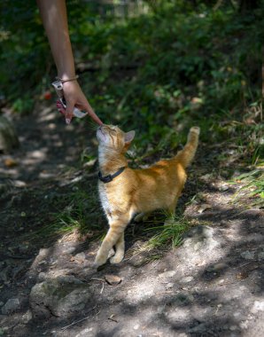 Siyah yakalı, ince kızıl saçlı bir kedi bir kadının elini tutuyor. Yeşil çimlerde bir kedi yavrusu.