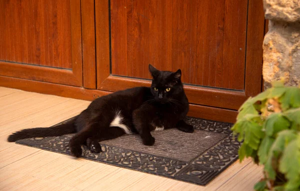 Czarny Pełen Wdzięku Kot Leży Dywanie Pobliżu Drewnianych Drzwi — Zdjęcie stockowe