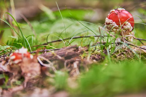 Jasna Czerwona Mucha Agaric Dorasta Trawie Autumn Lesie — Zdjęcie stockowe